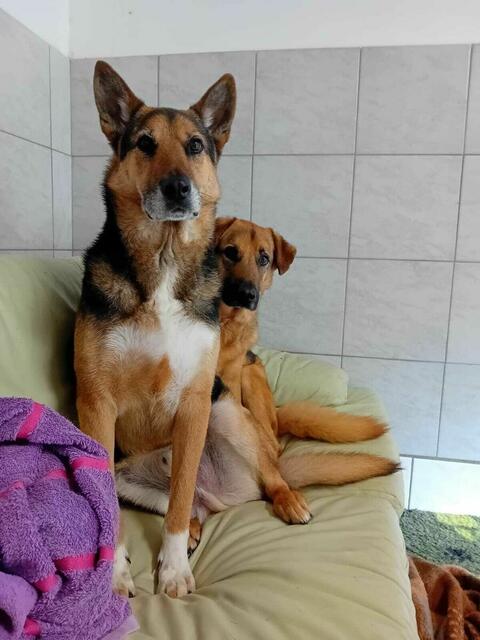 Das Kuscheln und Spielen mit anderen Hunden ist besonders wichtig.  | Foto: Stibis Hundeparadies