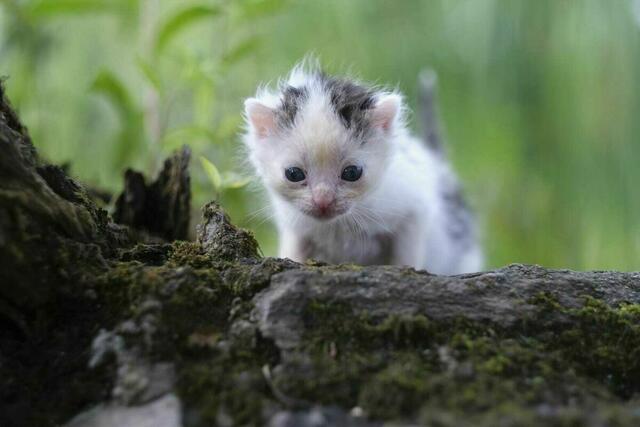 Auch für Streunerkatzen und all jene, die sich um sie kümmern, gibt es "Weihnachts-Geld". | Foto: Tierheim Arche Wels
