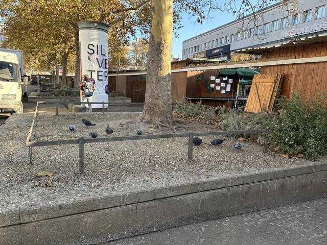 Überall Tauben auf dem Franz-Jonas-Platz. Bei einer Sitzung der Bezirksvertretung wurde über das Problem gesprochen. | Foto: Luise Schmid
