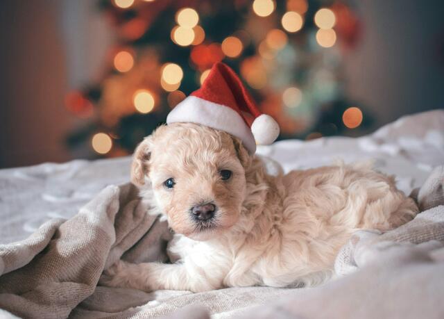 Auch Tiere sollen gut versorgt werden – "traditionell" gibt's in der Steiermark finanzielle Hilfen für Heime, Vereine und Co. | Foto: Rhaúl Velasquez Alva/unsplash