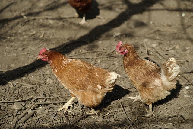 Glückliche Hühner. Damit es so bleibt, gilt es Regeln zu beachten, um die Vogelgrippe "auszusperren". | Foto: Santrucek