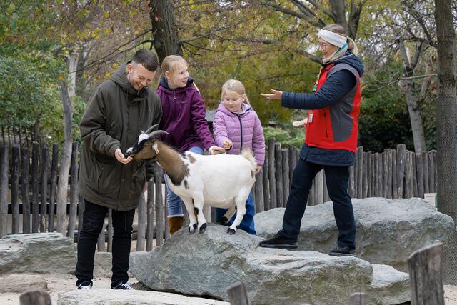 Als Aufsicht im Streichelzoo sorgen die Freiwilligen dafür, dass die Zwergziegen mit Respekt behandelt werden. | Foto: Daniel Zupanc