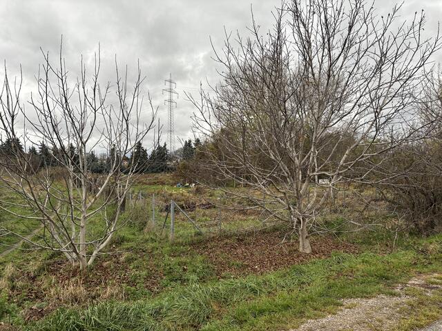 In diesen Gärten knabberten die Feldhamster bereits Karotten an.  | Foto: Luca Arztmann/MeinBezirk
