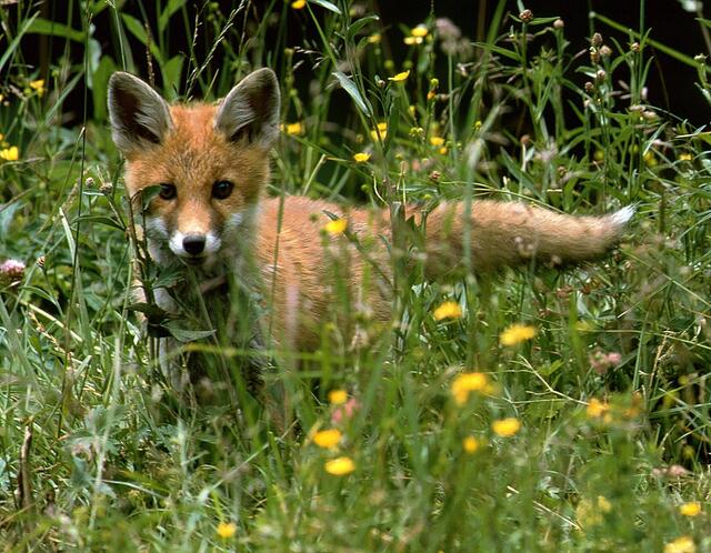 Fuchsjunge unternehmen nach vier Wochen erste Ausflüge außerhalb des Baus. Nach fünf bis sechs Monaten emanzipieren sie sich zunehmend von ihren Eltern. | Foto: Wolfgang Schruf