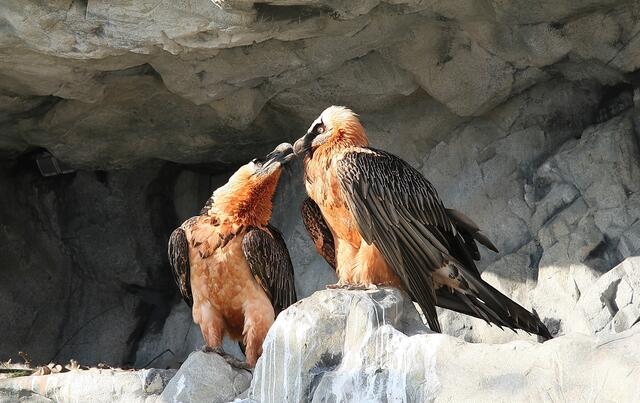 Romeo und Julia im Alpenzoo. | Foto: Alpenzoo Innsbruck