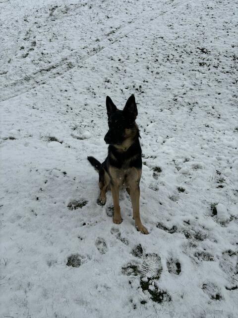 Hund Kenai aus dem Ennstal kann sich längerfristig auf Schnee einstellen.  | Foto: MeinBezirk