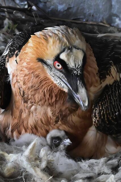 Die Bartgeier mit Nachwuchs im März diesen Jahres. | Foto: Alpenzoo/ Fritz Schmidt