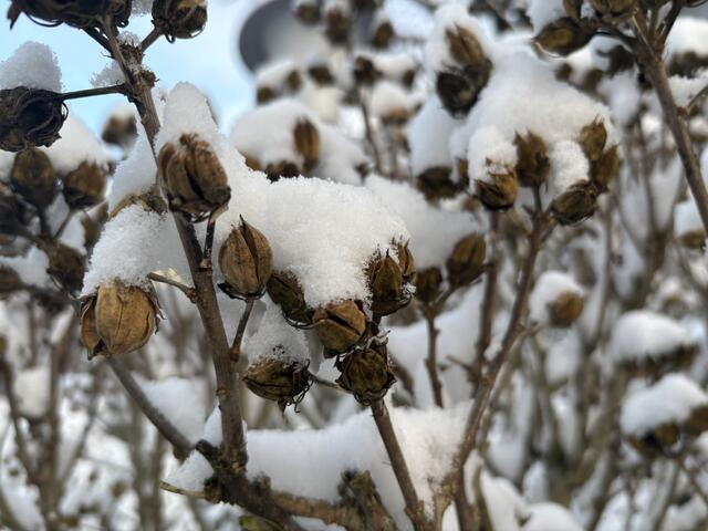 Der erste Schnee im Salzburger Flachgau am 22. November 2024. | Foto: Carmen Kurcz