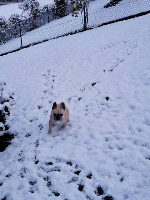 Im Westen der Steiermark, wie hier in Voitsberg, gab es zumindest pfotentief Neuschnee, Hündin Gea drehte bereits in der Früh eifrig ihre Runden.  | Foto: MeinBezirk