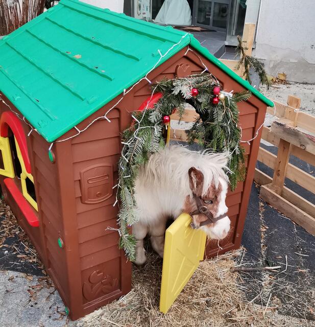 Pony im Stall vom Ponyreiten. 