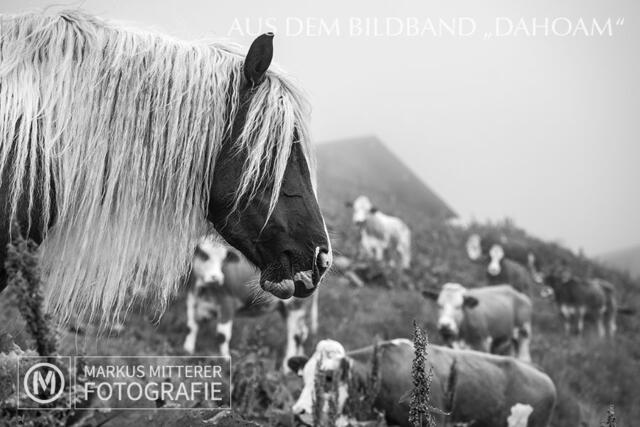 Foto: Markus Mitterer