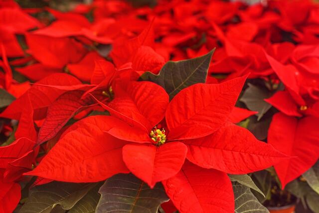 Der Weihnachtsstern (Euphorbia pulcherrima) wird auch Poinsettie genannt. | Foto: pixabay