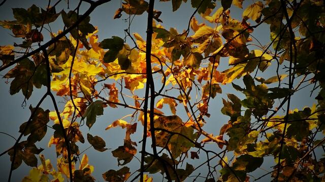 Foto: © Silvia Plischek