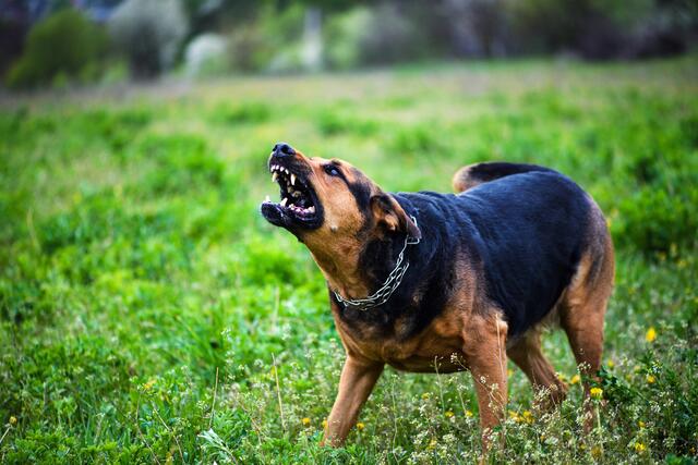 Für bedrohliche und aggressive Hund haben die Gemeinden nun eine Handhabe. | Foto: yulia-zl18/PantherMedia