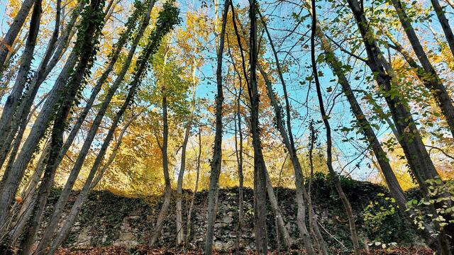 Die alte Einfriedungsmauer nahe der Leopoldkapelle ... | Foto: © Silvia Plischek