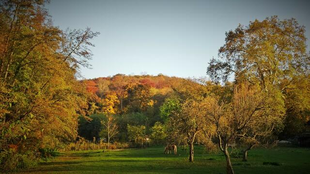 Die Streuobstwiese beim Kloster St. Anna ... | Foto: © Silvia Plischek