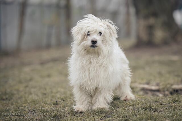 Die Aktion "Gratis Registrieren von Hunden" war laut Stadt ein voller Erfolg. (Symbolfoto) | Foto: Tierschutz Austria