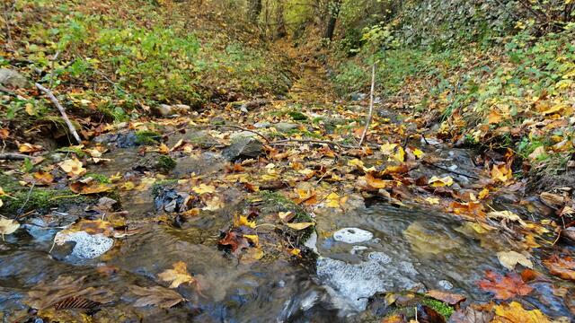 Der Arbach durchfließt das Naturschutzgebiet. ... | Foto: © Silvia Plischek
