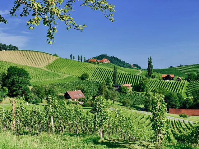 Das südsteirische Hügelland - ein harmonisches Zusammenspiel von Weingärten und vielfältigen Lebensräumen. | Foto: Elisabeth Maier