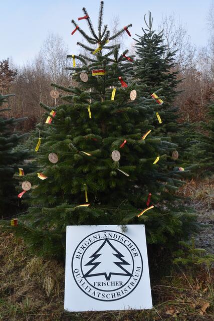 Der perfekte Christbaum aus dem Burgenland ist bereit für die Wohnzimmer des Landes.  | Foto: Wurglits