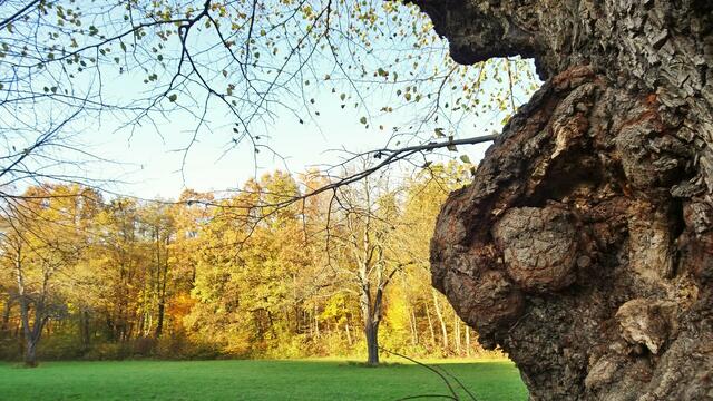 In der alten Lindenallee (Naturdenkmal) ... | Foto: © Silvia Plischek