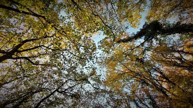 ... wie auch mein beliebter "Blick nach oben"! ... :-) ... | Foto: © Silvia Plischek
