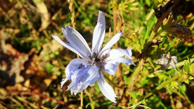 Beim Eingang zum Naturpark: Es zeigen sich am Wegesrand um diese Jahreszeit sogar noch blühende Wegwarten. ...  | Foto: © Silvia Plischek