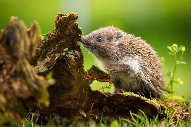 Totholz bringt Leben in den Garten: Viele Käfer und deren Larven, die als Nahrungsquelle der Igel dienen, verbergen sich darin. | Foto: Adobe Stock