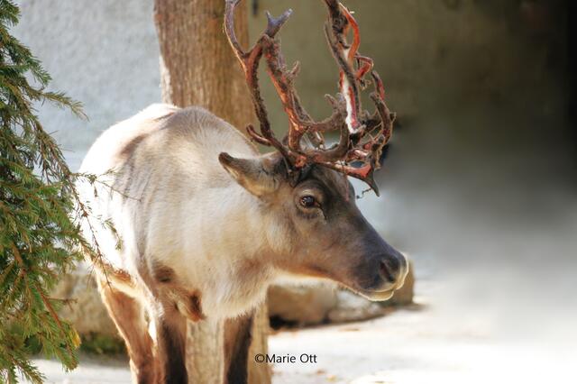 Rentier, Ausflugstipp, Tiergarten Schönbrunn, Wien