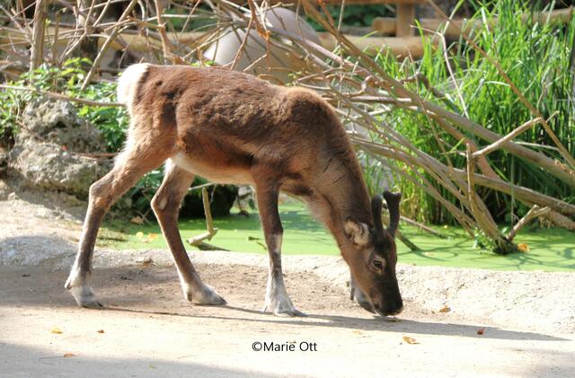 Rentiere, Zoo, Vienna, Wien