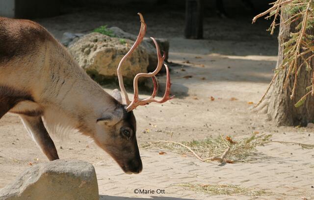 Ausflugsziel, Wien, Rentier