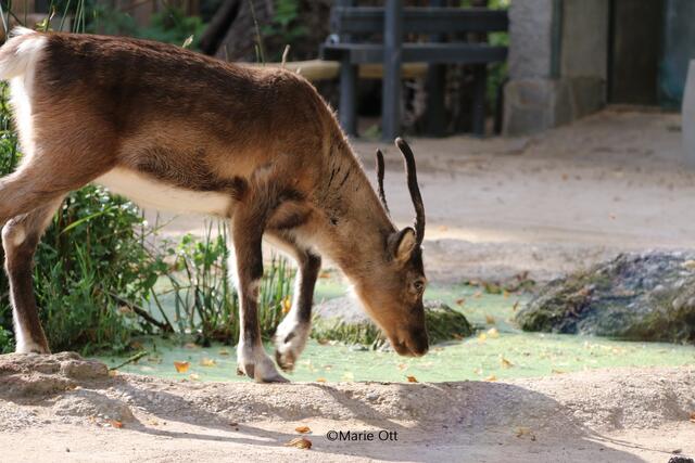 Rentier, Tiergarten, Schönbrunn