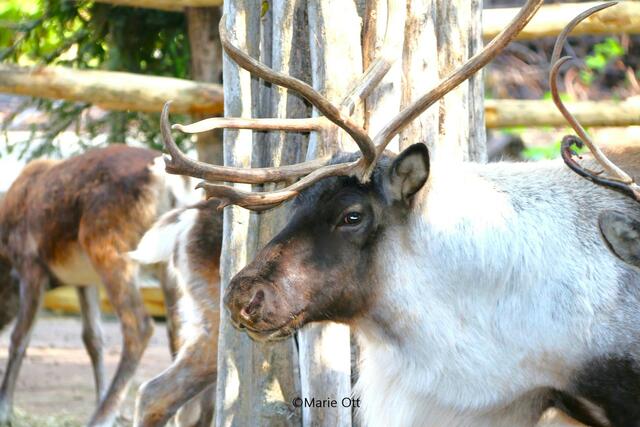 Rentier, Ausflug in den Tiergarten, Wien