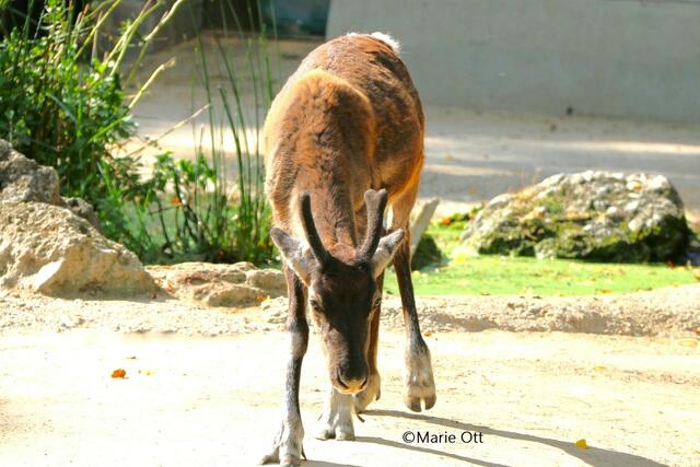 Rentier, Tiergarten, Schönbrunn, Wien