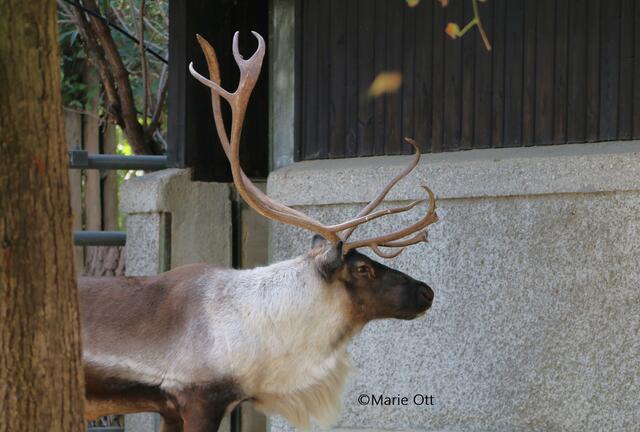 Rentier, Zoo, Wien