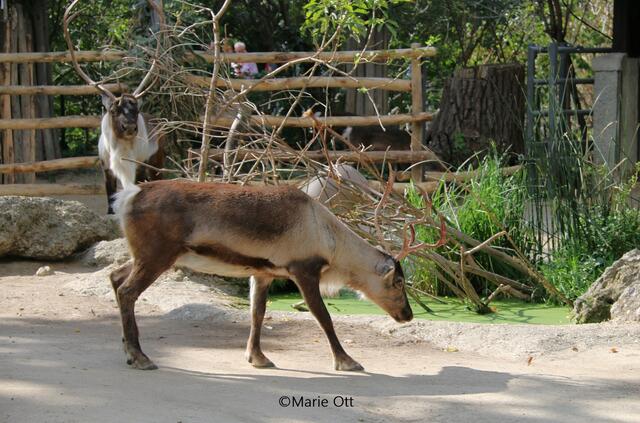 Rentiere, Schönbrunn Tiergarten