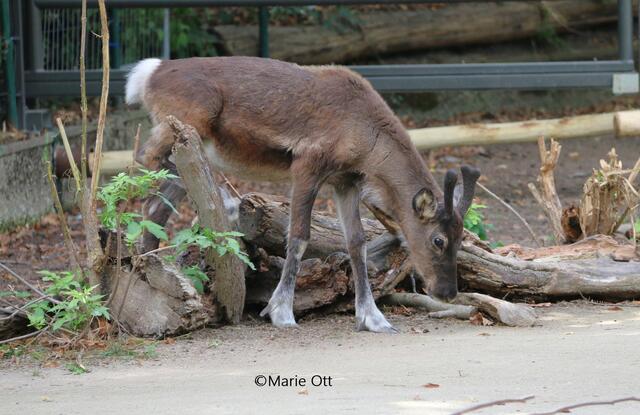 Rentier, Besuch im Zoo, Wien