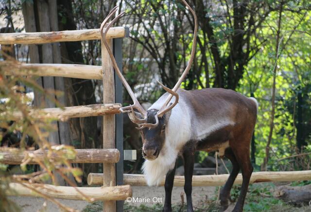 Rentier, Ausflugstipp, Wien