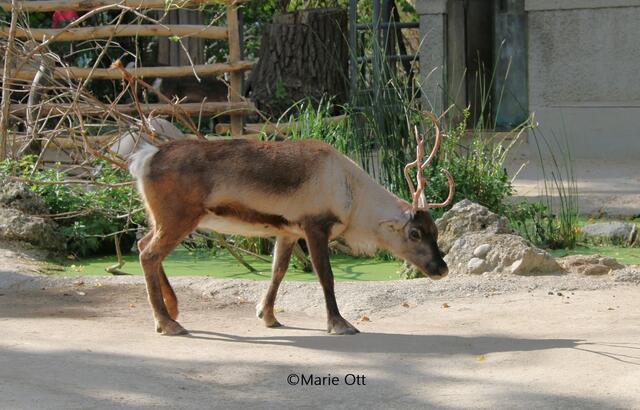 Rentier, Ausflugstipp, Wien