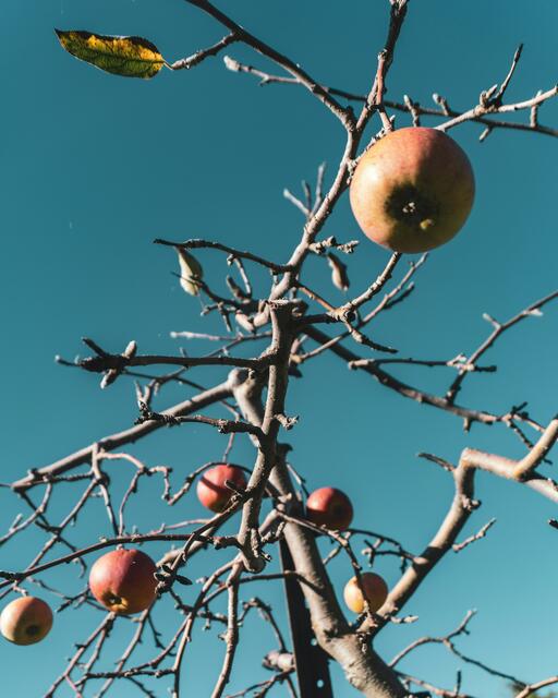 Im Naturpark Rosalia-Kogelberg wurden insgesamt 310 Bäume gepflanzt. | Foto: Symbolfoto: Unsplash