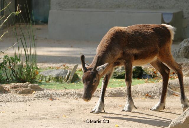 Rentier, Ausflugstipp, Wien