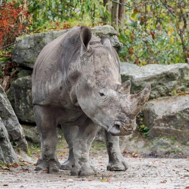 Aufgrund ihres ruhigen Wesens konnte die junge Nashornkuh Zawadi schnell in die Gruppe integriert werden. | Foto: Zoo Salzburg / Angelika Köppl