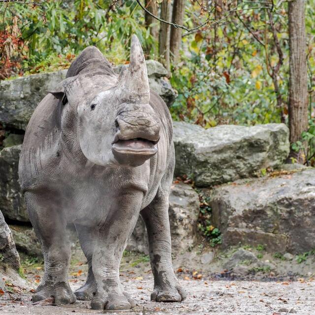 Foto: Zoo Salzburg / Angelika Köppl