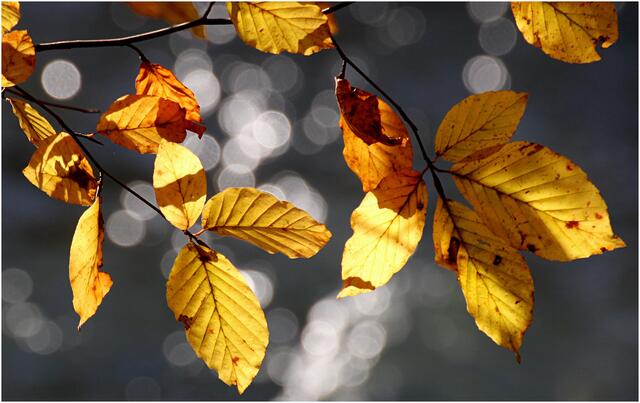 Das erste Adventwochenende steht im Zeichen eines ruhigen Spätherbstwetters. | Foto: Gertrude Müller