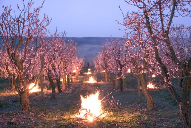Mit Feuerstellen versuchten Obstbauern den Frost von den Marillenblüten abzuhalten. | Foto: Scheuer