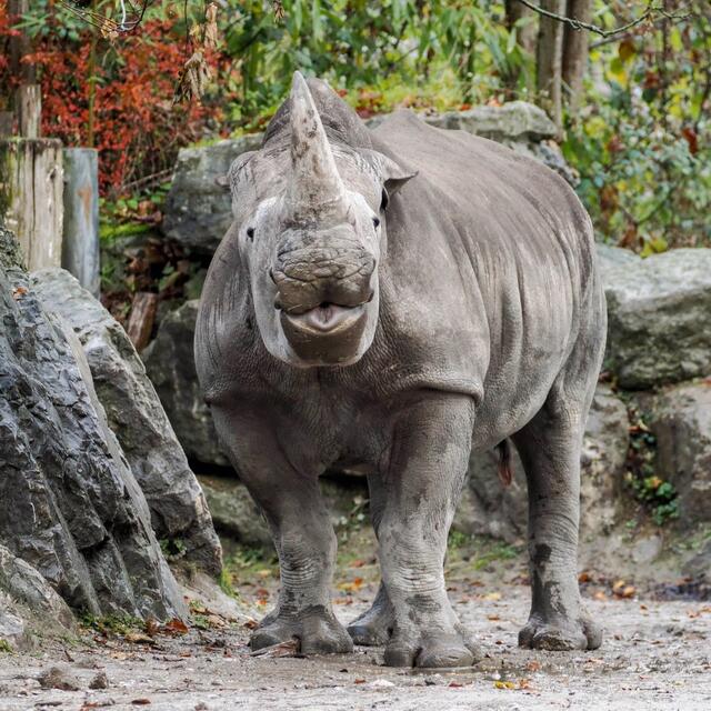 Eine Patenschaft für Zawadi ist mehr als nur ein Geschenk – es ist eine Möglichkeit, den Geist der Weihnachtszeit zu leben und gleichzeitig zum Schutz und zur Erhaltung der bedrohten Nashornpopulation beizutragen. | Foto: Zoo Salzburg / Angelika Köppl