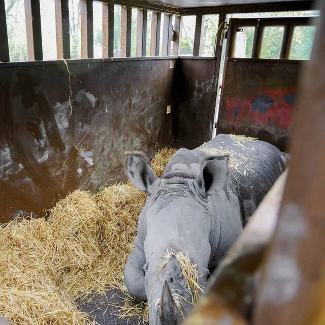 Die mittlerweile erwachsene Nashornkuh Tamika wurde im Juni 2020 in Salzburg geboren und trat Ende Oktober die Reise in ihre neue Heimat Spanien an. | Foto: Zoo Salzburg