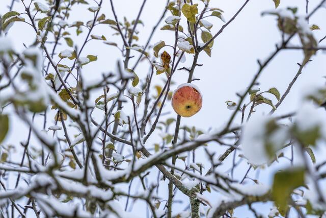 Bei Äpfeln war 2024 ein massiver Ertragsrückgang zu verzeichnen. | Foto:  Michael Bihlmayer / ChromOrange / picturedesk.com