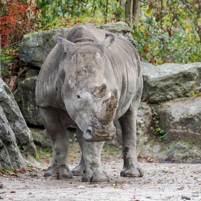 Der Name Zawadi bedeutet auf Kisuaheli, der Sprache Ostafrikas, „Geschenk oder Gabe“, was die vorweihnachtliche Stimmung noch unterstreicht. | Foto: Zoo Salzburg / Angelika Köppl
