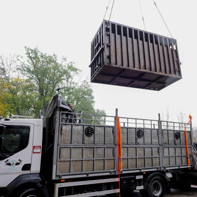 Abschied nehmen musste der Salzburger Zoo Ende Oktober von Tamika. | Foto: Zoo Salzburg